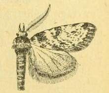 Image of Aglossa rabatalis