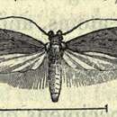 Image of Agonopterix rotundella Douglas 1846