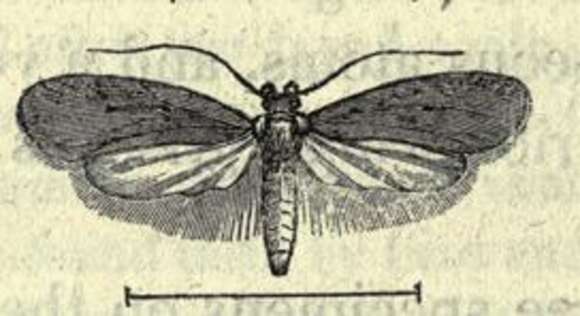 Image de Agonopterix rotundella Douglas 1846