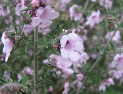 Prostanthera stenophylla B. J. Conn resmi