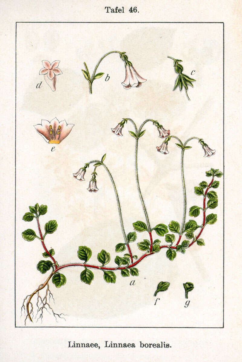 Image of Twinflower