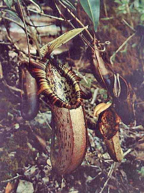 Image of Pitcher plant