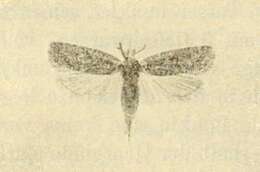 Imagem de Agonopterix tschorbadjiewi Rebel 1916