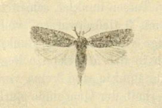 Imagem de Agonopterix tschorbadjiewi Rebel 1916