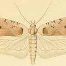 Image of Agonopterix cervariella Constant 1884