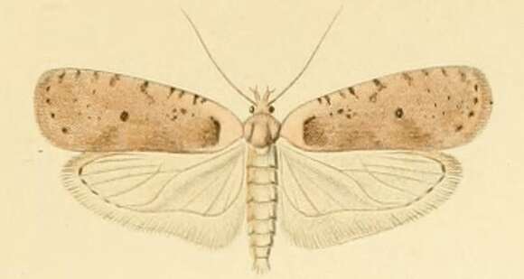 صورة Agonopterix cervariella Constant 1884