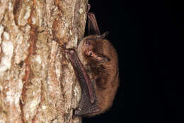 Image of Daubenton's Bat