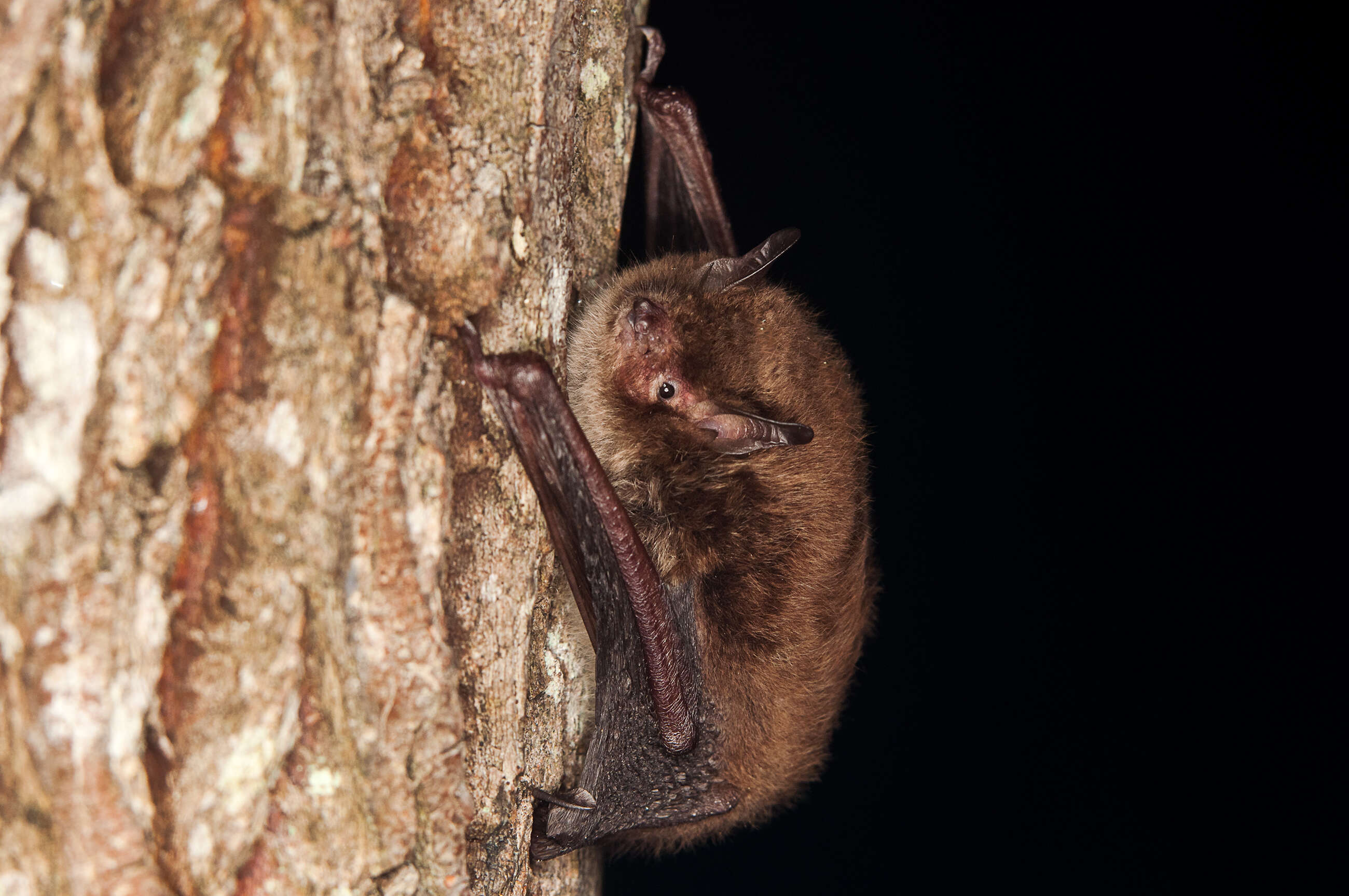 Plancia ëd Myotis daubentonii (Kuhl 1817)