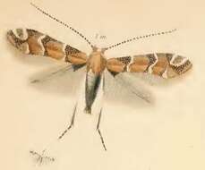 Image of Phyllonorycter trifasciella (Haworth 1828)