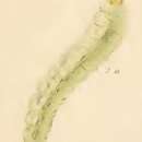Image of Phyllonorycter scabiosella (Douglas 1853)