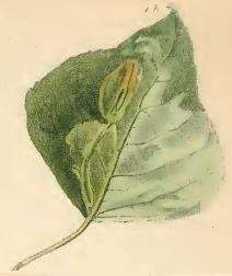 Image of Winter Poplar Midget