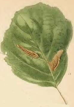 Imagem de Phyllonorycter stettinensis (Nicelli 1852)