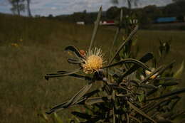 Image of Hakea cinerea R. Br.