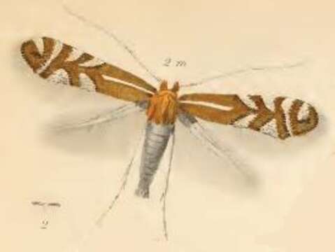 صورة Phyllonorycter junoniella (Zeller 1846)