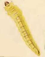 صورة Phyllonorycter salictella (Zeller 1846)