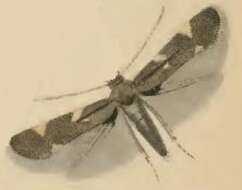 Image of Elachista humilis Zeller 1850