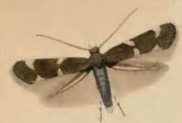 Image of Elachista atricomella Stainton 1849