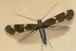 Image of Elachista atricomella Stainton 1849