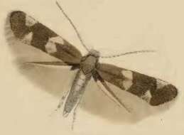 Image of Elachista atricomella Stainton 1849