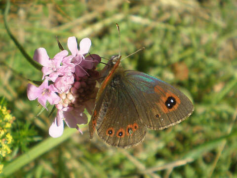 صورة Erebia cassioides Esper 1790