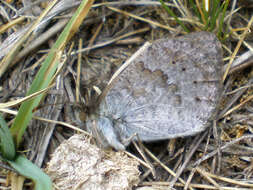 Image of Common Brassy Ringlet