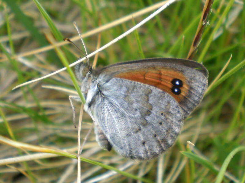 Image of Common Brassy Ringlet