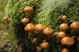 Imagem de Kuehneromyces mutabilis (Schaeff.) Singer & A. H. Sm. 1946