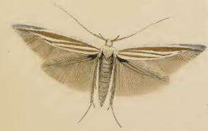 Imagem de Coleophora pyrrhulipennella Zeller 1839