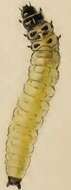 Imagem de Coleophora pyrrhulipennella Zeller 1839