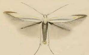 Image of Coleophora ibipennella Zeller 1849