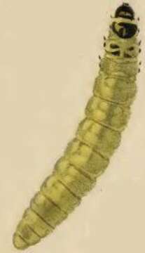 Image of Coleophora ibipennella Zeller 1849