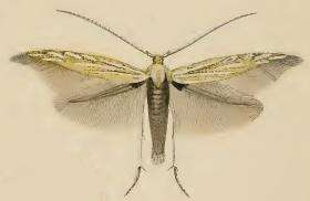 Image of Coleophora lixella Zeller 1849