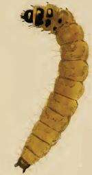 Image of Coleophora lixella Zeller 1849