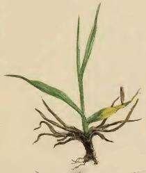 Image of Coleophora lixella Zeller 1849
