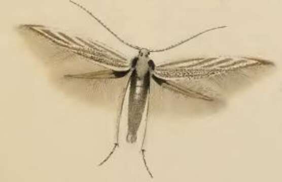 Image of Coleophora galbulipennella