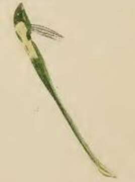 Image of Coleophora galbulipennella