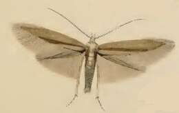 Image of Coleophora siccifolia Stainton 1856