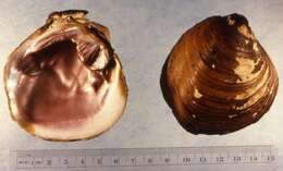 Image de Obovaria retusa (Lamarck 1819)