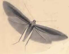 Image of Coleophora ledi Stainton 1860