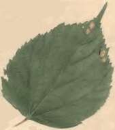 Image of Coleophora ledi Stainton 1860