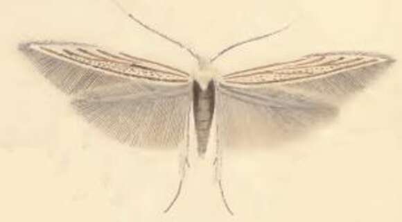 Image of Coleophora odorariella Mühlig & Frey 1857