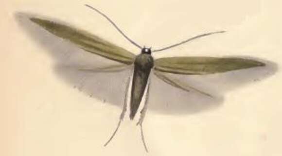 Imagem de Coleophora paripennella Zeller 1839