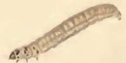 Coleophora paripennella Zeller 1839的圖片