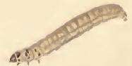 Coleophora paripennella Zeller 1839的圖片