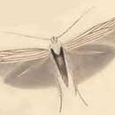 Coleophora auricella Fabricius 1794的圖片