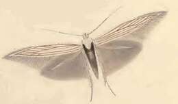 Image of Coleophora auricella Fabricius 1794