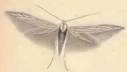 Coleophora serratulella Herrich-Schäffer 1855的圖片