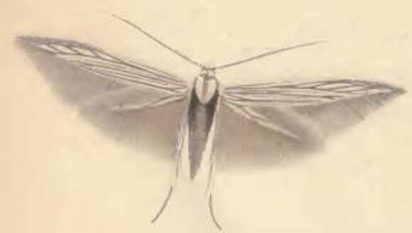 Image de Coleophora serratulella Herrich-Schäffer 1855