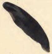 Image of Coleophora ditella Zeller 1849