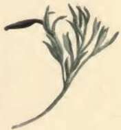 Image of Coleophora ditella Zeller 1849